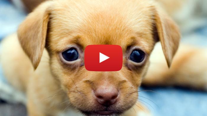 Cute Puppy Videos